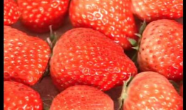 国产草莓视频,视频带你领略田园风光与美味果实