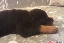 国产母狗,传承与创新中的民族犬种风采