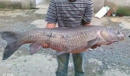 青鱼视频国产在线,国产在线影视盛宴，尽享视听盛宴